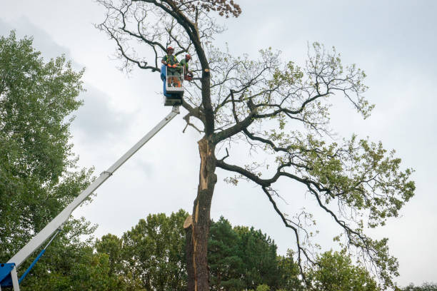 Best Tree Risk Assessment  in North Pole, AK